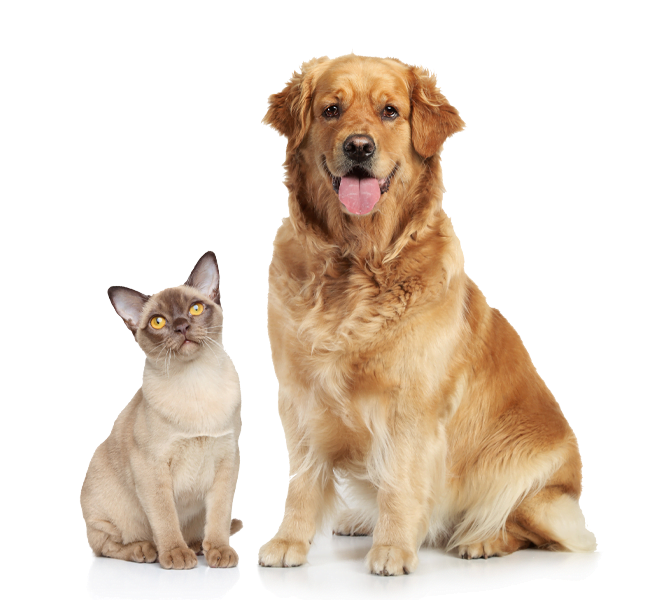 Golden Retriever and a cat