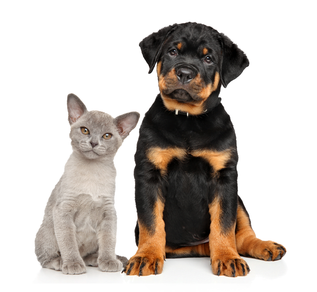 Black dog and a cat