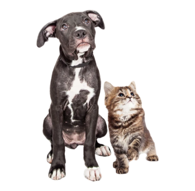 Golden Retriever and a cat