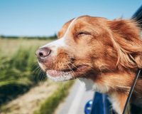 Pies w podróży samochodem – co powinieneś wiedzieć?