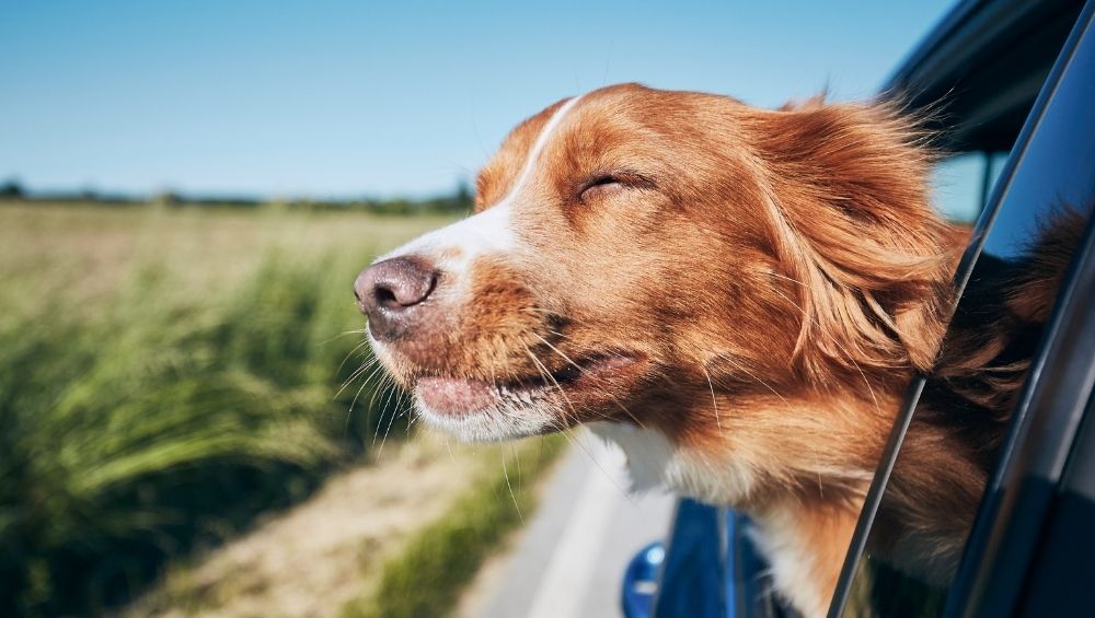 Pies w podróży samochodem – co powinieneś wiedzieć?