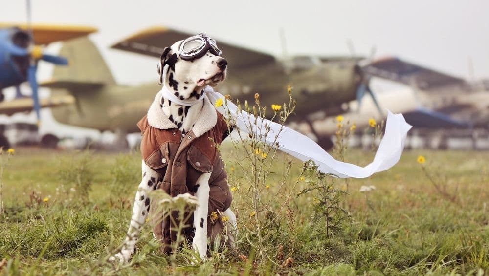 Pies w samolocie - krótki podróżniczy poradnik!