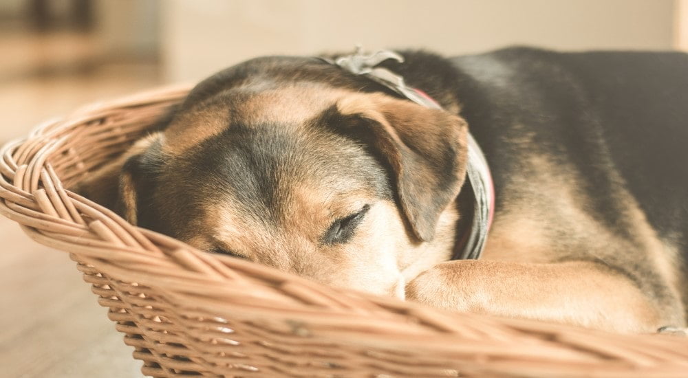 Pies senior – jak zadbać o jego kondycję i zdrowie?