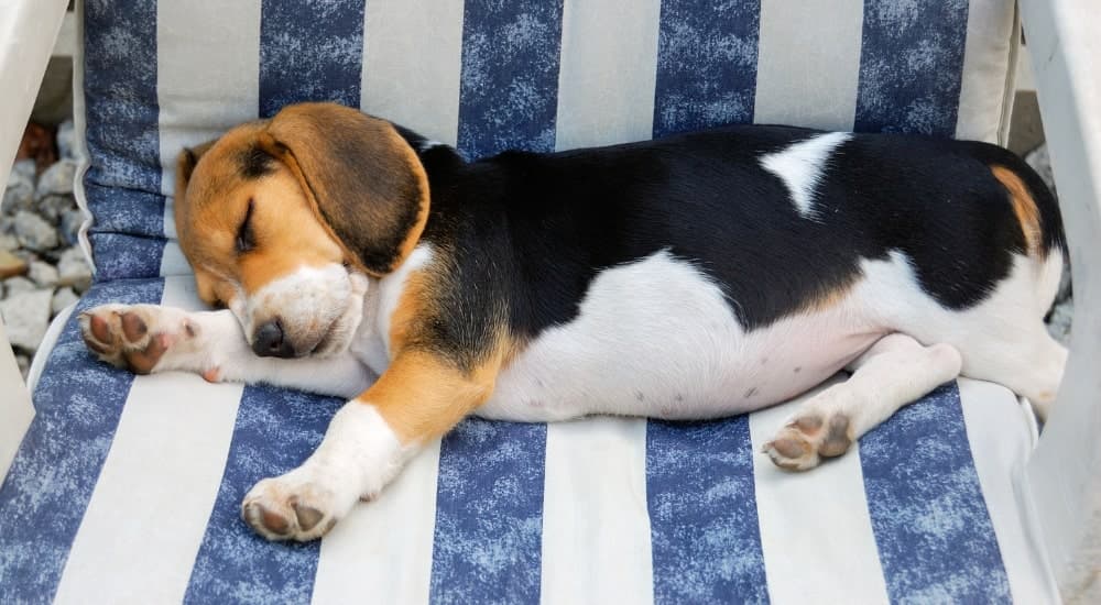 Beagle — co musisz wiedzieć o tej rasie przed tym, jak szczeniak zawita w Twoim domu?