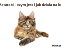 Matatabi – czym jest i jak działa na kota