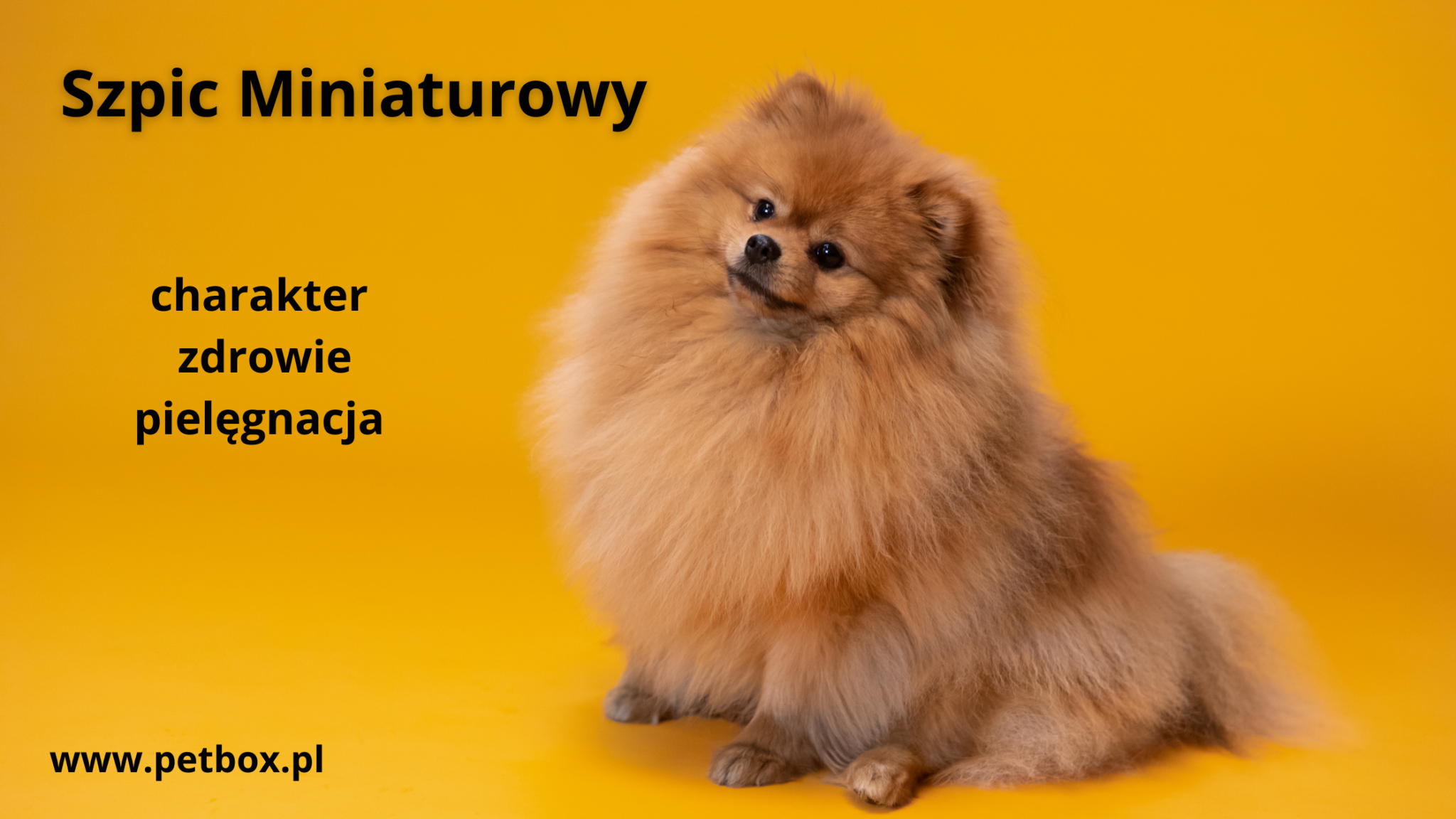 Szpic Miniaturowy (Pomeranian) – charakter, zdrowie, pielęgnacja (1)