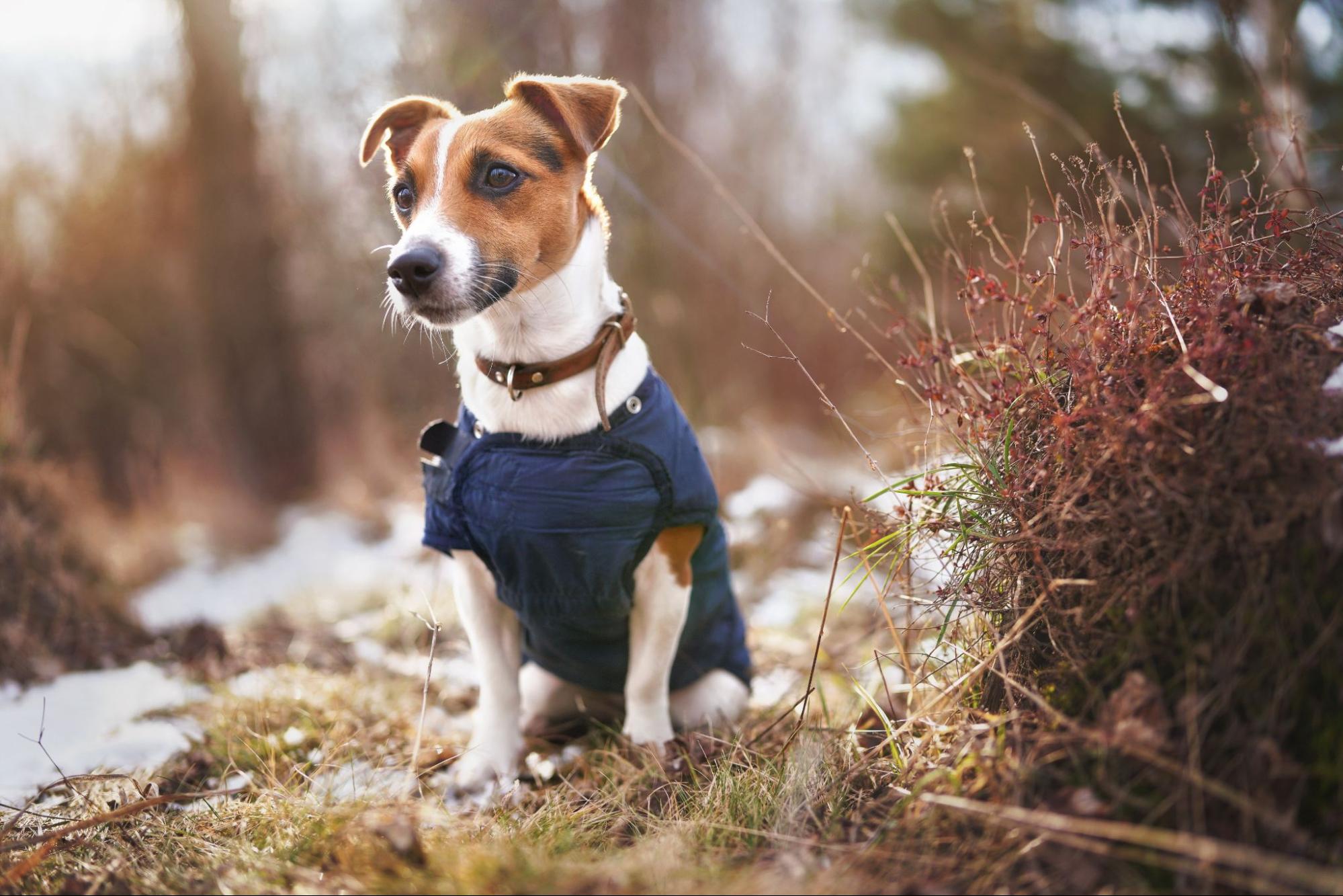 Jak przyzwyczaić pupila do noszenia kurtki dla psa?