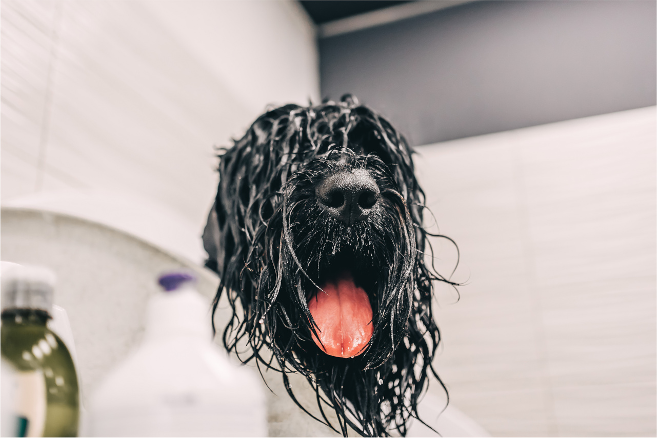 Jak wybrać szampon dla psa?