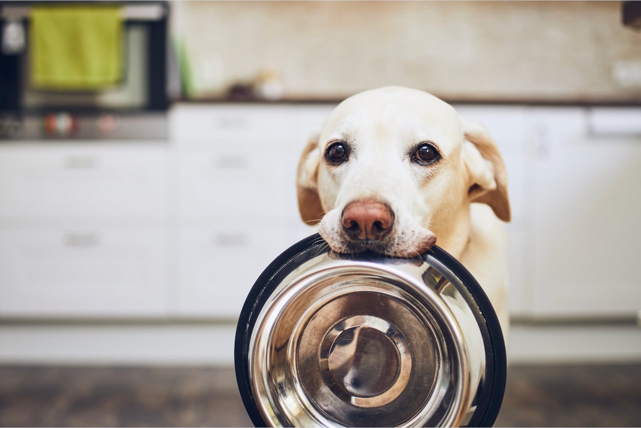 Dlaczego pies jest ciągle głodny? Przyczyny i porady